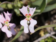 Stylidium calcaratum
