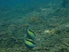 Zanclus cornutus