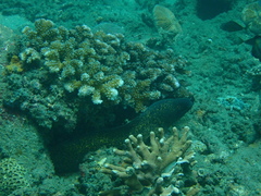 Gymnothorax flavimarginatus