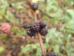 Corchorus capsularis