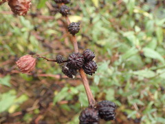 Corchorus capsularis