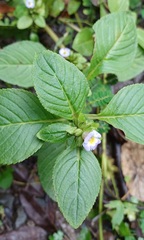 Limnophila rugosa
