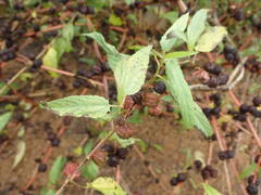 Corchorus capsularis