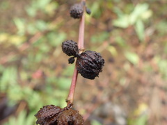 Corchorus capsularis