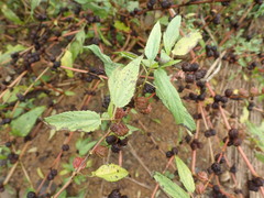 Corchorus capsularis