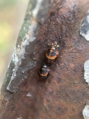 Harmonia axyridis