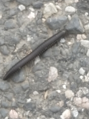 Ommatoiulus rutilans