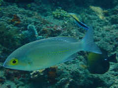 Scolopsis ciliata