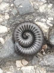 Ommatoiulus rutilans