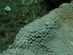 Duncanopsammia peltata