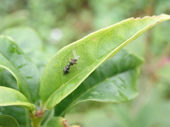 Myrmarachnini