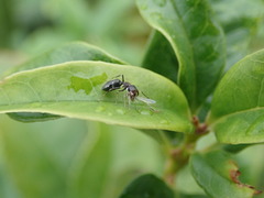 Myrmarachnini