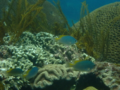 Pomacentrus lepidogenys