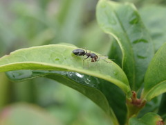 Myrmarachnini