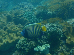 Pomacanthus imperator