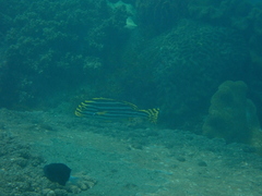 Plectorhinchus vittatus