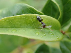 Myrmarachnini