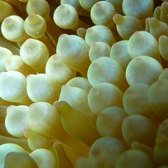 Entacmaea quadricolor