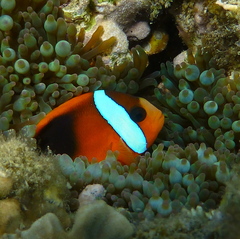 Amphiprion melanopus