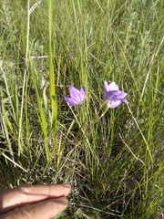 Campanula stevenii