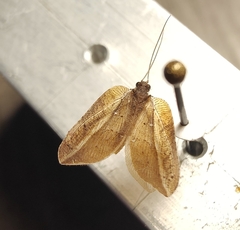 Drepanacra binocula