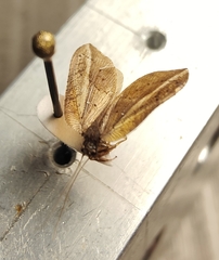 Drepanacra binocula