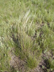 Stipa pennata