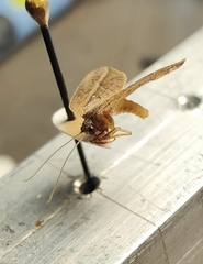 Drepanacra binocula