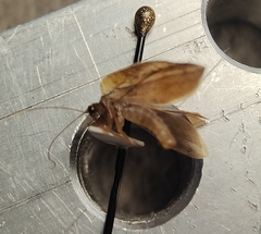 Drepanacra binocula