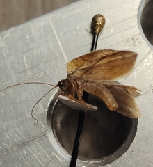 Drepanacra binocula