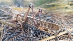 Nomadacris septemfasciata