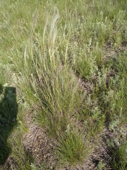 Stipa pennata