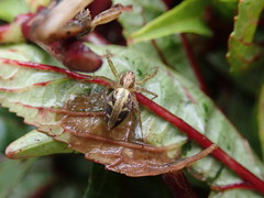 Oxyopes sertatus