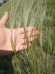 Stipa pennata