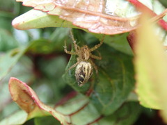 Oxyopes sertatus