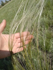 Stipa pennata