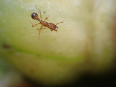 Tetramorium bicarinatum