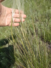 Stipa pennata