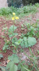 Brassiceae