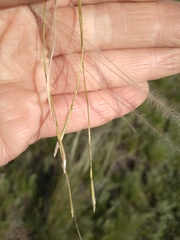 Stipa pennata