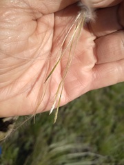 Stipa pennata
