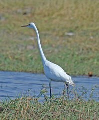 Ardea alba melanorhynchos