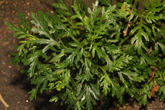 Senecio squalidus