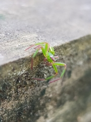 Diaea