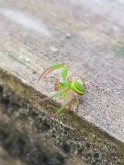 Diaea