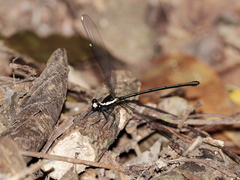 Podopteryx selysi