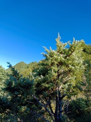 Juniperus formosana