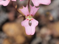 Stylidium calcaratum