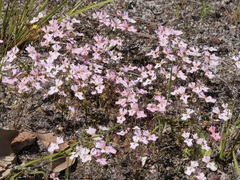 Stylidium calcaratum