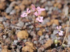 Stylidium calcaratum